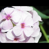 Aethionema Schistosum (fam. Brassicacees)(Asie Mineure)(05)